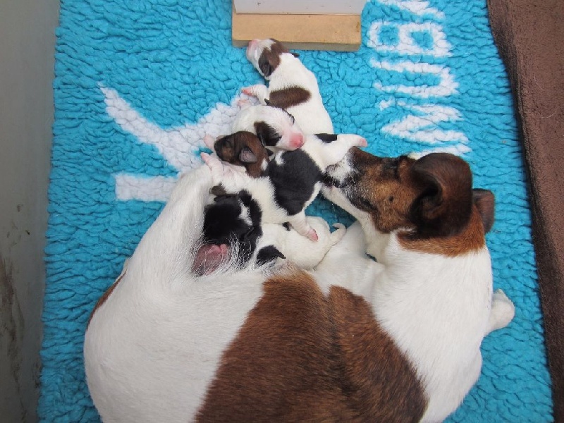 Belpirouette - Fox Terrier Poil lisse - Portée née le 27/05/2015